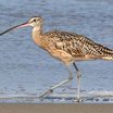 Long-billed Curlew